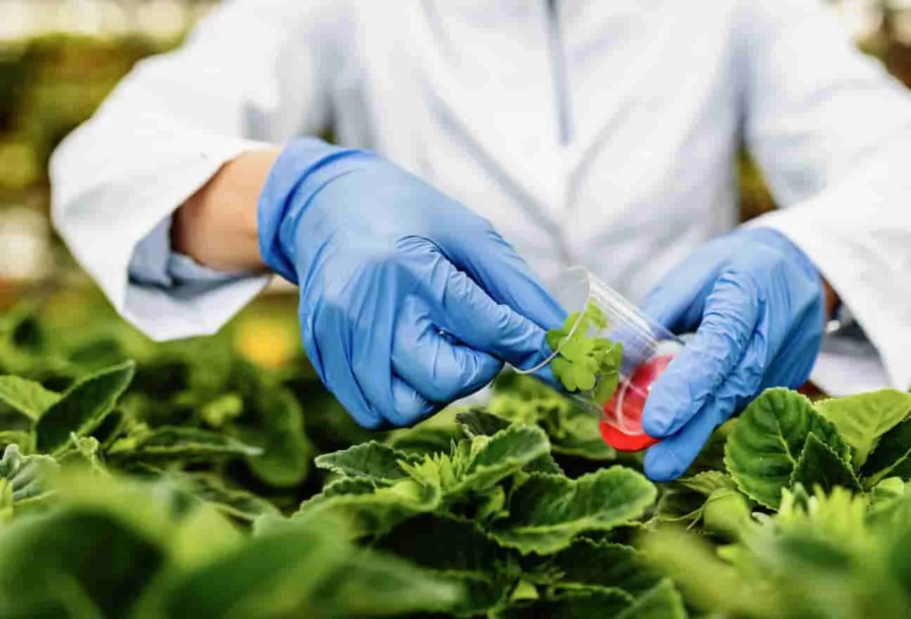 La revolución de la biotecnología agrícola y su impacto en la seguridad alimentaria.
